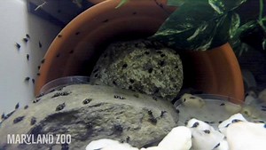 10K views · 219 reactions | This amazing timelapse shows 13-day-old Panamanian golden frog tadpoles up-close! Some are already growing legs and will become morphlet frogs within a week or two. As an ongoing conservation effort, we breed this critically endangered species right here at the Zoo. | The Maryland Zoo in Baltimore | Facebook