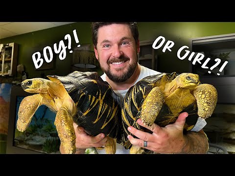 MALE or FEMALE TURTLE? (How to Know)
