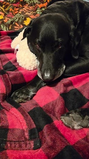 pointing lab stuffed animal