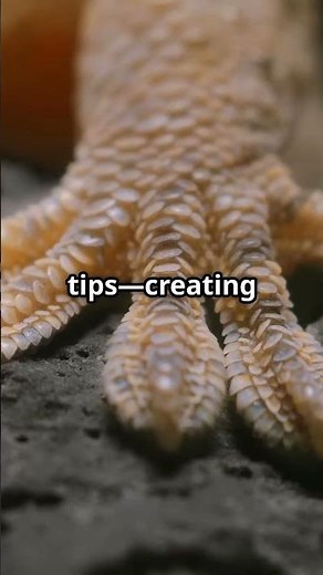 How Do Geckos Stick to Walls?