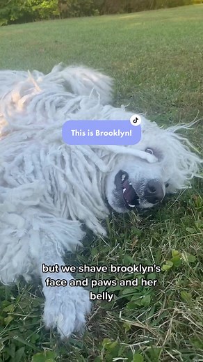 Komondor Dog: Short Hair Komondor and More | Brooklyn
