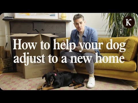 Moving with a Dog? Here’s How to Help Them Adjust to a New Home