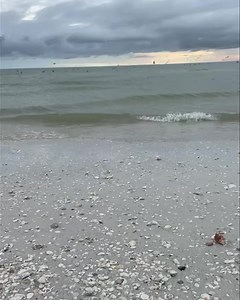 3.4K views · 244 reactions | Shark’s Eyes are a type of Moon Shell ....