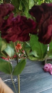 Homemade Rose Body Lotion Peepal Farm Products You’ll need: 1 cup Coconut oil / almond oil 1 tbsp Shea Butter 1/2 tsp Candelilla wax ¼ cup warm Distilled water Handful of dried rose Petal 2 tbsp of Coconut or almond to infuse Instructions: Add Coconut oil and rose petals in an oil diffuser and let the oil infuse for as long as the tea light candle lasts. For stronger fragrance repeat the process by adding new batch of dried flowers in the same oil. Once oil is ready to your liking, set it aside.