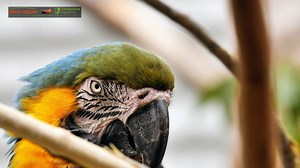 Das Half-Earth Project inspiriert die nächste Generation – mit Bildung, Mentoring und globaler Zusammenarbeit für die Biodiversität. 🌍 👉 Schau dir das vollständige Interview mit Paula Ehrlich, Präsidentin & CEO der E.O. Wilson Biodiversity Foundation, an: https://fondazionecapellino.org/de/intervista-a-paula-ehrlich | Almo Nature