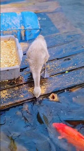 Smart duck is feeding fish.