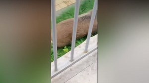 Wild boar goes on rampage inside children's clothing store leaving several people injured