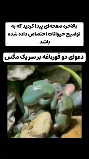 ‎حمایت حیوانان به زبان فارسی‎ on Instagram‎: "قورباغه‌ها موجوداتی کوچک اما جذاب هستند که در نزدیکی برکه‌ها، رودخانه‌ها و تالاب‌ها زندگی می‌کنند. آن‌ها با پاهای قدرتمند و پوست صاف خود، به راحتی بین خشکی و آب حرکت می‌کنند و نقش مهمی در کنترل جمعیت حشرات دارند. قورباغه‌ها علاوه بر مفید بودنشان، نمادی از تغییر و تعادل در طبیعت نیز هستند. چرخه زندگی آن‌ها، از بچه قورباغه تا بالغ، نشان می‌دهد که چگونه موجودات زنده رشد می‌کنند و سازگار می‌شوند. قورباغه‌ها حتی با قارقار آرام خود در شب، ما را به یاد اکوس