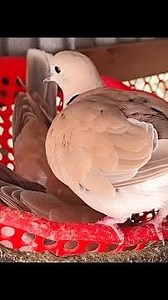 How to raising dove birds 🕊️ Organic dove birds farm