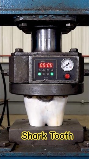 Shark's tooth under hydraulic press #shortsfeed #hydraulicpress