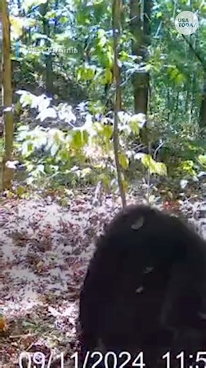 210K views · 2.8K reactions | This two-legged bear has survived in the Appalachian Mountains for years. It is unknown whether he was born with two limbs or if it is the result of an injury. | USA TODAY | Facebook