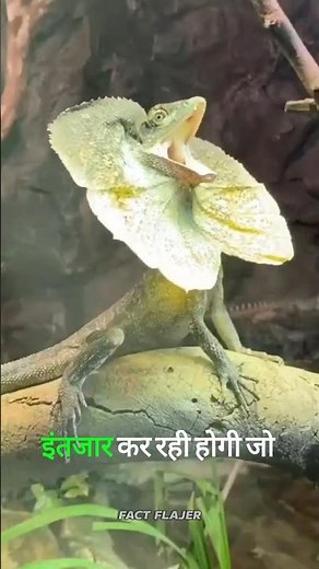 "Nature’s Dragon:😮 Frilled Neck Lizard Transformation #science