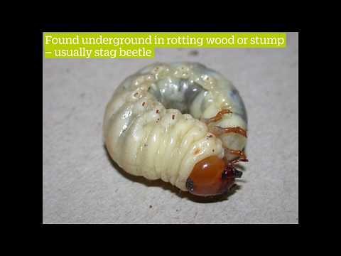 How To Identify Stag Beetle Larvae