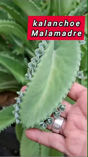 Beneficios de la kalanchoe 🌱🌿 #plantasmedicinales #medicinanatural #remediosnaturales #kalanchoe #fyp
