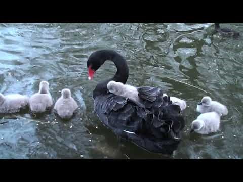 Black swans with cygnets, cygnet riding on mother's back