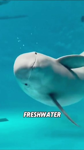 Discover the Finless Porpoise: The Sea's Giant Panda