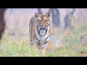 Tadoba Tiger Reserve Safari | Tigers Everywhere!