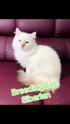 ✨🐾 La magia de los Siberianos 🐾✨ Estos pequeños no son solo gatitos, son pura ternura y energía que llega para transformar tu hogar en un lugar lleno de amor y compañía. 💖🐱 ¿Listo para encontrar a tu compañero ideal? 😻 ⸻ #BreedingCat #GatosSiberianos #NevaMasquerade #SiberianCats #CatLovers