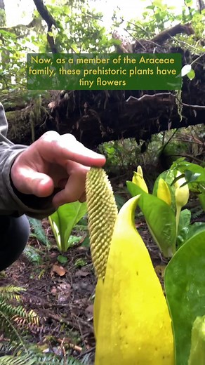 The prehistoric quirks of Swamp Lanterns! 😍 #swamp #lantern #skunkcabbage #plants #nature #edutok #evolution #funfacts #dinosaurs #fyp