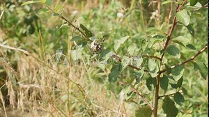 A bug gets caught in a spider's web. The spider pounces on the bug and wraps its victim in its web. Stock Video