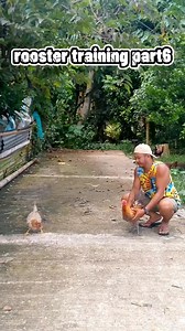 rooster training part6 #christianpasaje | Christian Pasaje