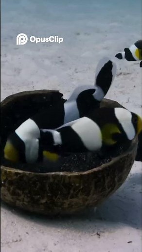 Clownfish Explore Mysterious Ocean Objects What's Inside