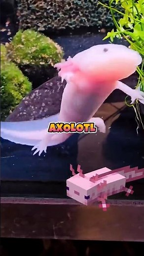 a világ legfurcsább állatai… 🦎😳 #napiérdekes #állatok #axolotl #facts #magyar #fyp #furcsa