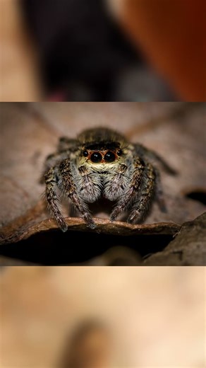 ✨🎬🐕 EVIL DOG TURNS ON ITS OWNER AND THE ATTACK IS CAUGHT ON TAPE