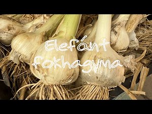 Ep. 349.: Elefánt fokhagyma (Allium ampeloprasum var. ampeloprasum)