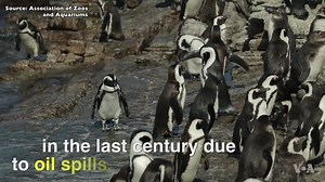 April 25th was World Penguin Day | Voice of America