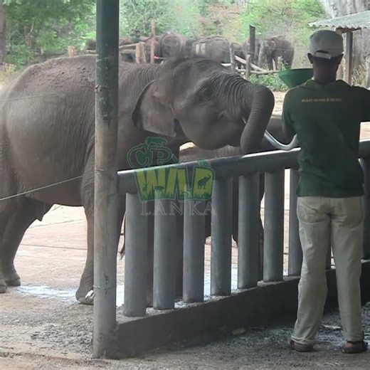 Adorable Baby Elephants Rush for Milk Feeding Time 🐘❤️