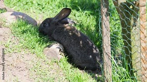 A rabbit in a pen on a breeding farm. Rabbits running, hopping, and relaxing on an organic farm. Sunny weather. Sustainable animal farming.