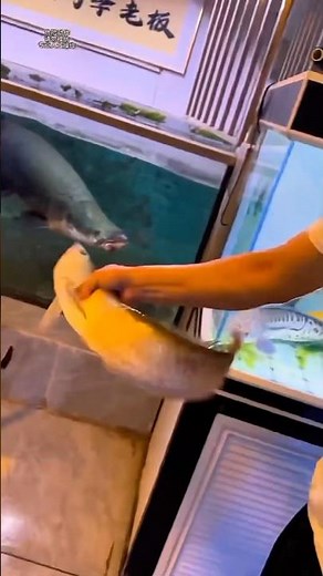 Apex Predator: Arapaima vs Golden Arowana #arapaima #aquarium #fish #arowana