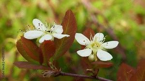 The flower of the Pin Cherry tree, Prunus Pensylvanica.