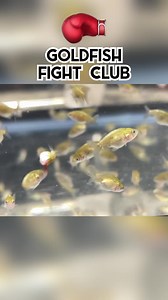 No goldfish were harmed in the making of this film. #goldfishfightclub #fish #goldfish #aquarium | Luke’s Goldies