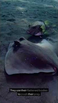 The Fascinating World of Stingrays #kidslearning #wildlife #marinemystery #animalfacts #animals