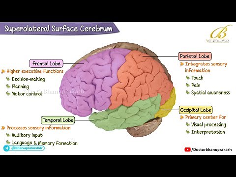 🧠 Superolateral Surface of Cerebral Hemisphere | Neuroanatomy USMLE Step 1 | Lobes, Sulci & Gyri