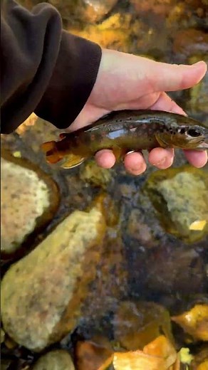Secret AZ Creek! So many trout! #gofishing #browntrout