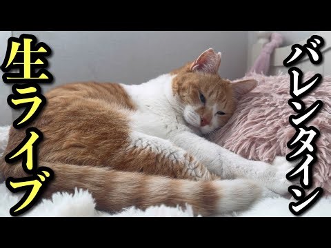 猫の日に恩返ししたい飼い主の会