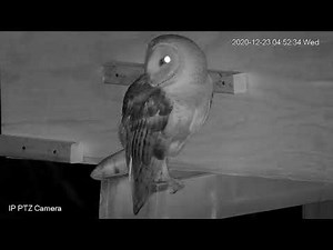 Barn Owl - Yawn and screech, amazing sound