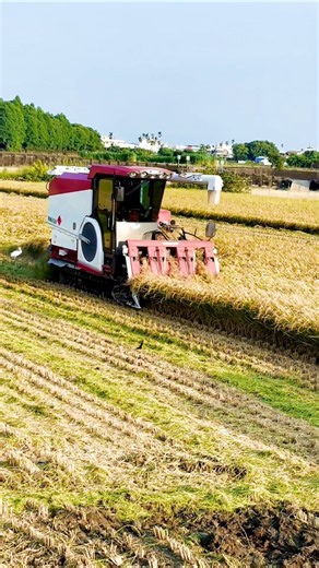 rice harvesting machine 💥 #shorts #agriculture #combineharvester