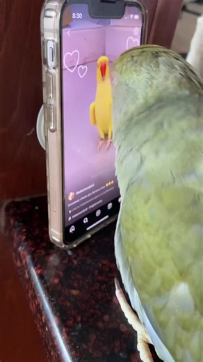 Birds from all the world (@world_of_birds2)’s videos with الصوت الأصلي - Birds from all the world