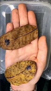 Massive Giant Grasshoppers Handling! 🦗 Huge orthoptera species. #Shorts