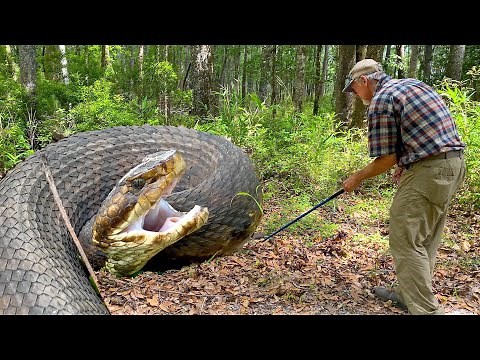 Messin' with Cottonmouth Snakes in South Carolina (Venomous Water Moccasin)