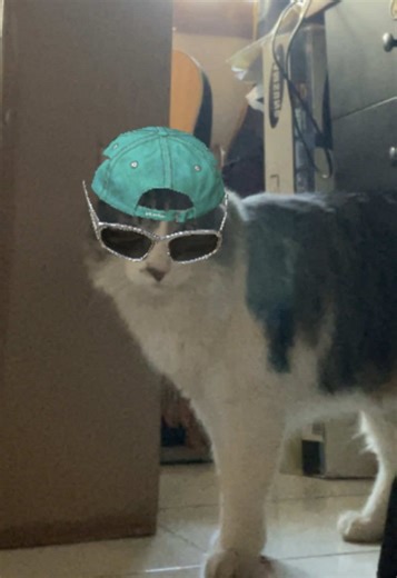 Mi gato es un rarito, pero lo amamos igual 🥰 #gato #model