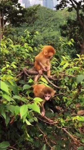 Best Reasons to Avoid Pet Baby Monkeys (Complete Guide)#monkeys#primates#exotic pets#pet monkeys#