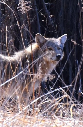 Someone is Watching Me 😬 Big Eastern Coyote Encounter
