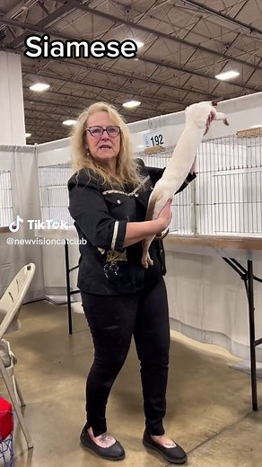 Siamese boy. #cfacatshow #cfacat #bestinshow #siamesecat #siamese #catviral