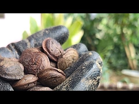 Ngupasin Kacang Sacha Inchi .