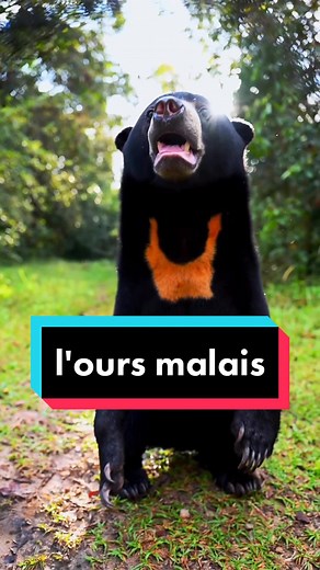 L'ours le plus creepy du monde ! Découvrez sa nature effrayante